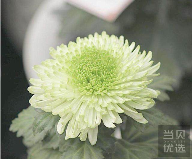 掌握几种方式 盆栽随时都有花 好文 当贝优选