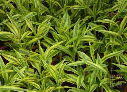 3种耐旱的植物 不浇水都能爆盆 好文 当贝优选